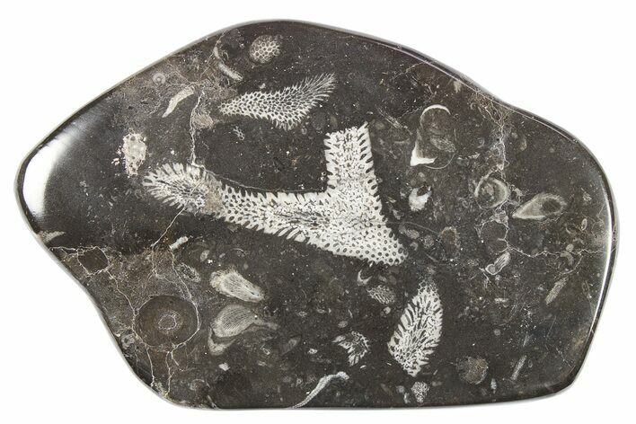 Polished Devonian Fossil Coral and Bryozoan Plate - Morocco #273129